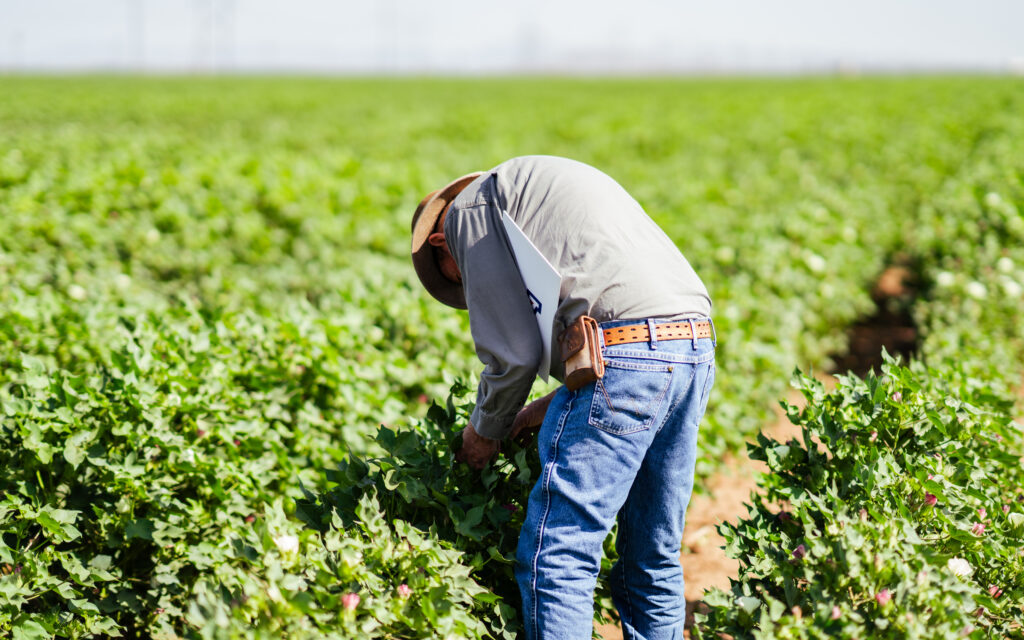 Omnibus Or Not, Due Diligence Is a Must: Policy Breakdown - Better Cotton Initiative