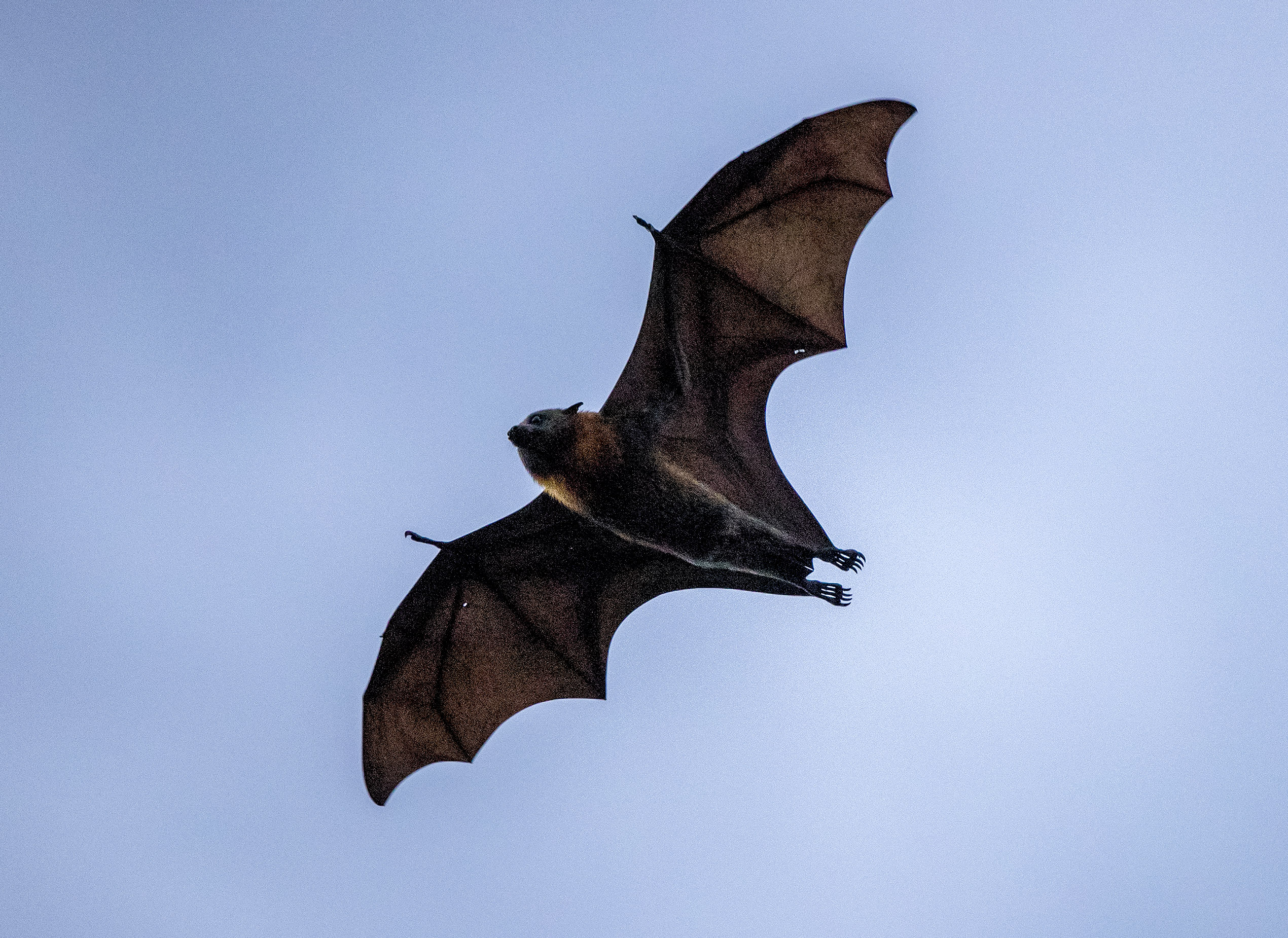 Bat walk in Philadelphia’s FDR Park: Hundreds live among the trees