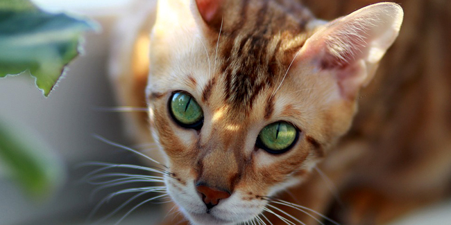 Les 10 races de chats les plus rares au monde