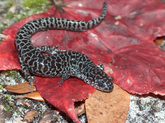 Cryptic Species Conservation | The Biodiversity Group