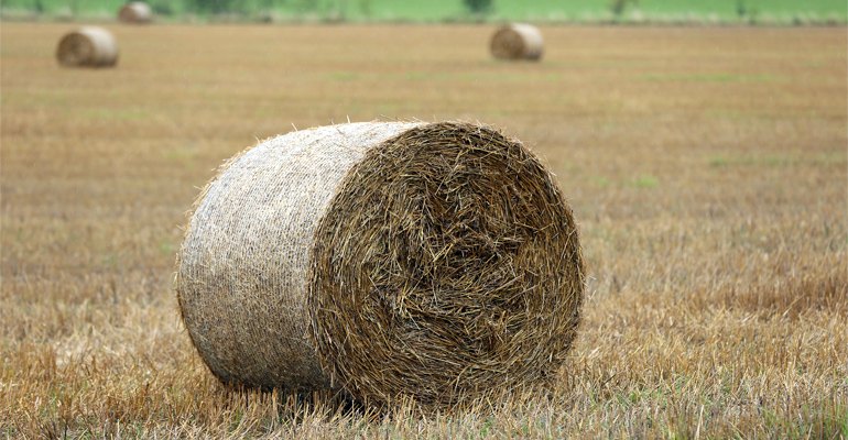 Global "failure" of cellulosic ethanol - new Biofuelwatch report | Bioenergy International