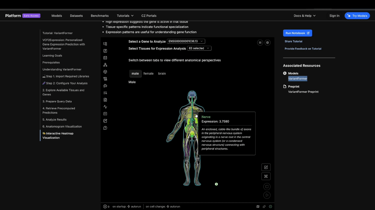 VariantFormer: AI model for predicting genetic variations