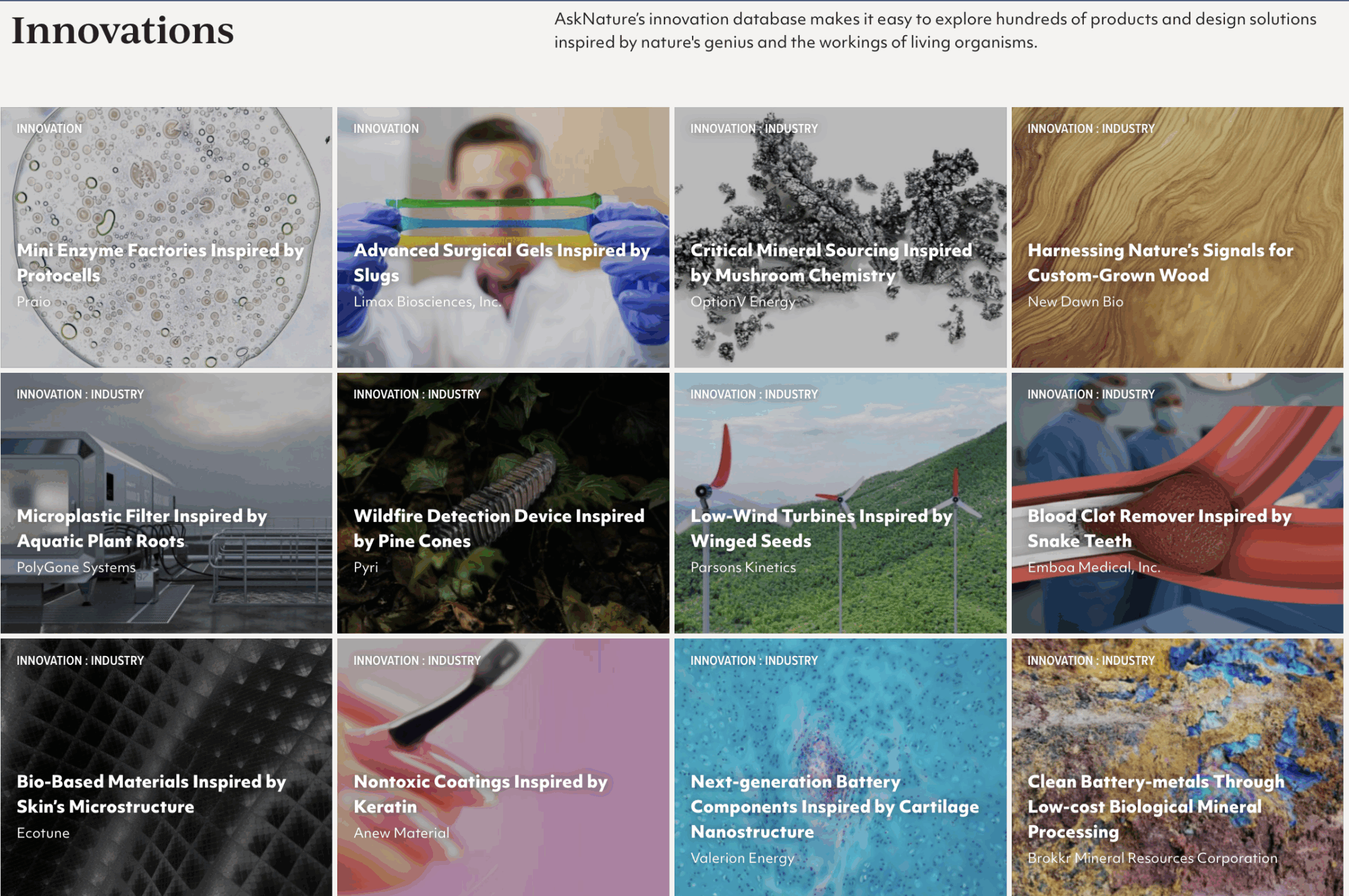 Ray of Hope Gallery 2025: Ten Nature-Inspired Innovations Now Live on AskNature - The Biomimicry Institute