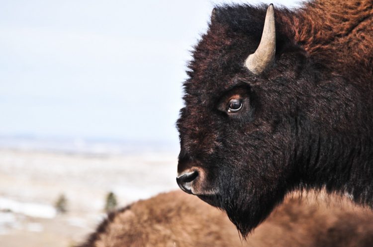 The Meaning of the Buffalo to Our People - Bioneers