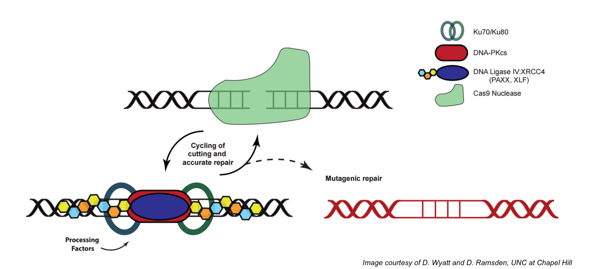 CRISPR 101: Non-Homologous End Joining