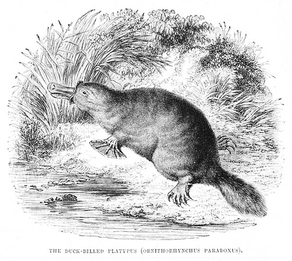 Platypus in 2026 | Platypus