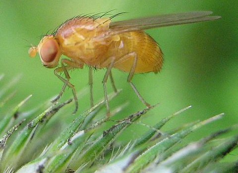 First living scientific figure: articles can now keep pace with scientific discovery - F1000 BlogsF1000 Blogs