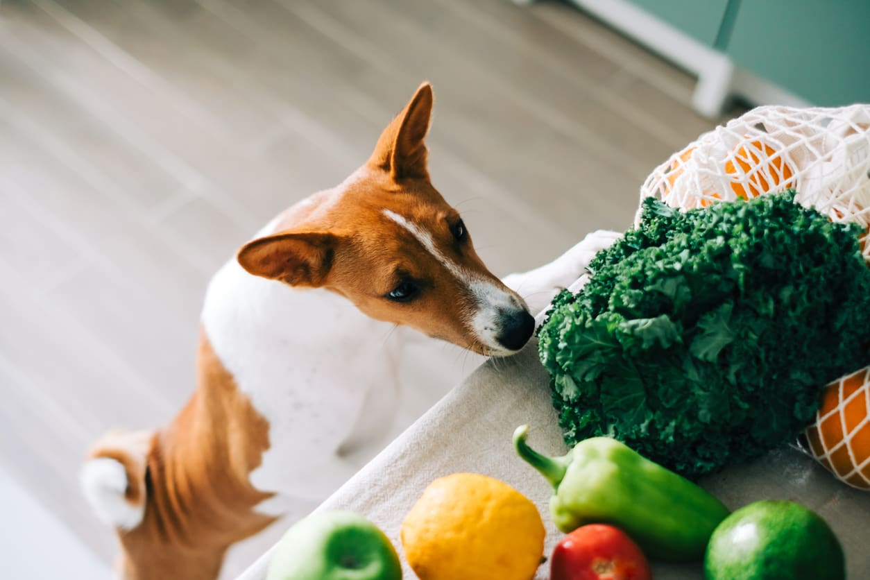 7 Superfoods for Dogs: A Deep Dive | JustFoodforDogs Blog