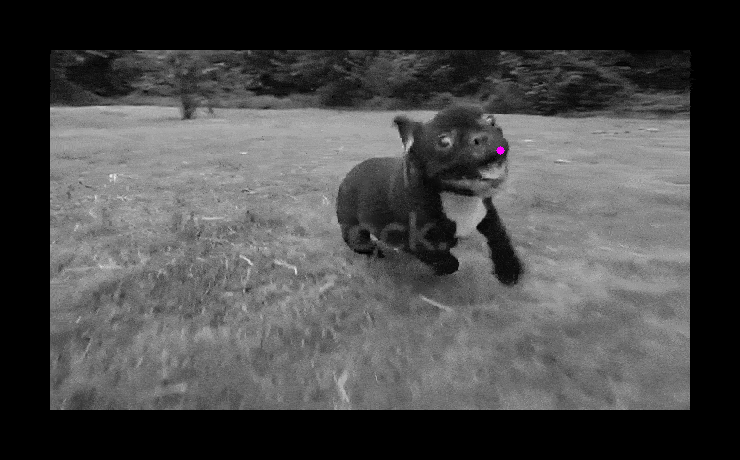 Tracking Any Pixel in a Video – Machine Learning Blog | ML@CMU | Carnegie Mellon University