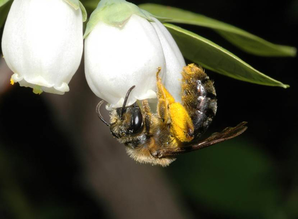 Wild Pollinators Are Critical in Keeping our Picnic Baskets Full
