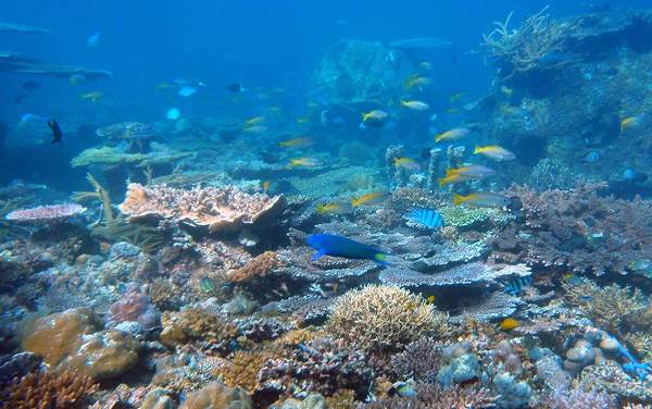 Coral Reefs Soften Ocean’s Fury for Millions of Coastal Dwellers