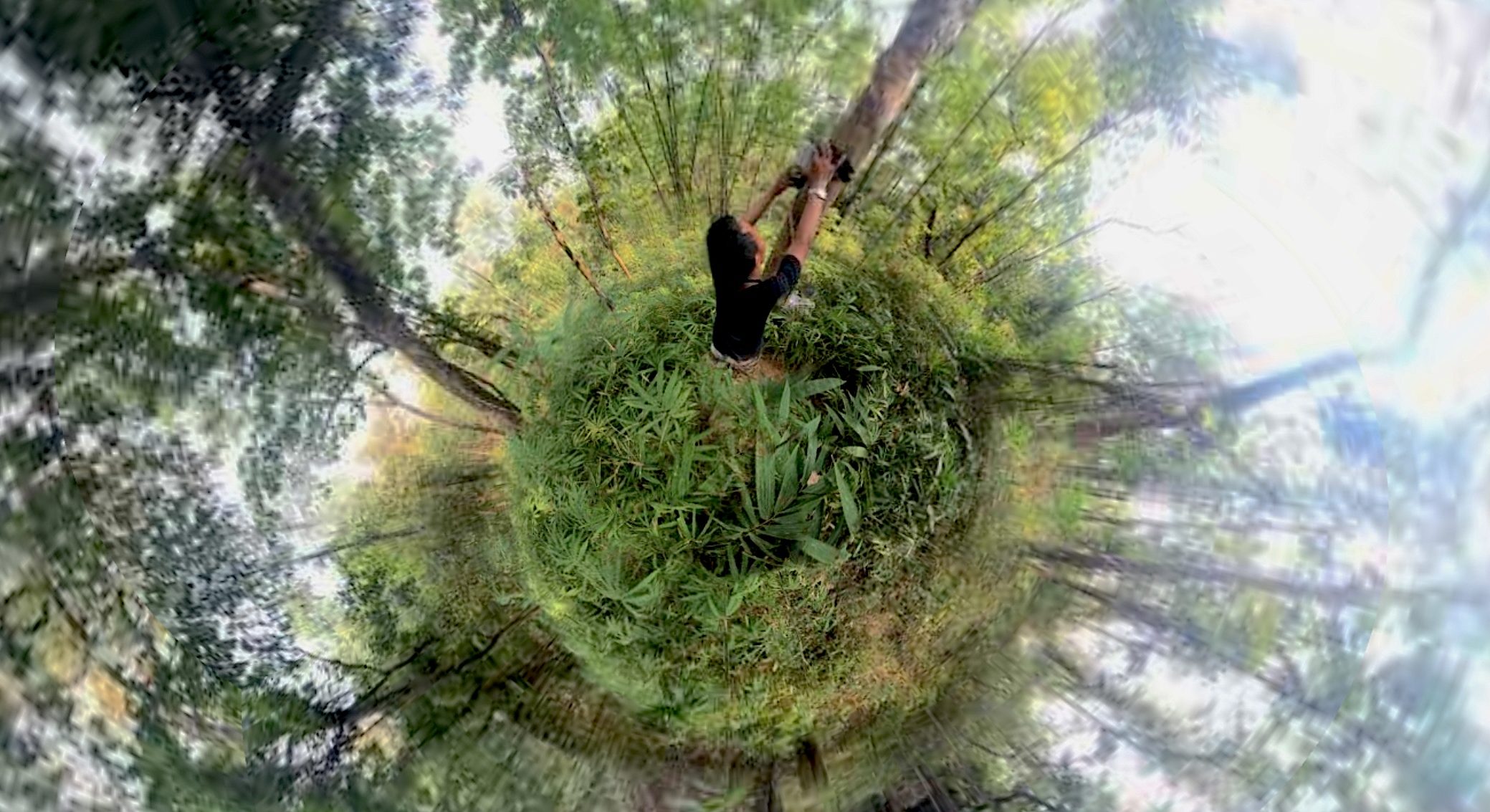 Deciding the Fate of Myanmar’s Forests