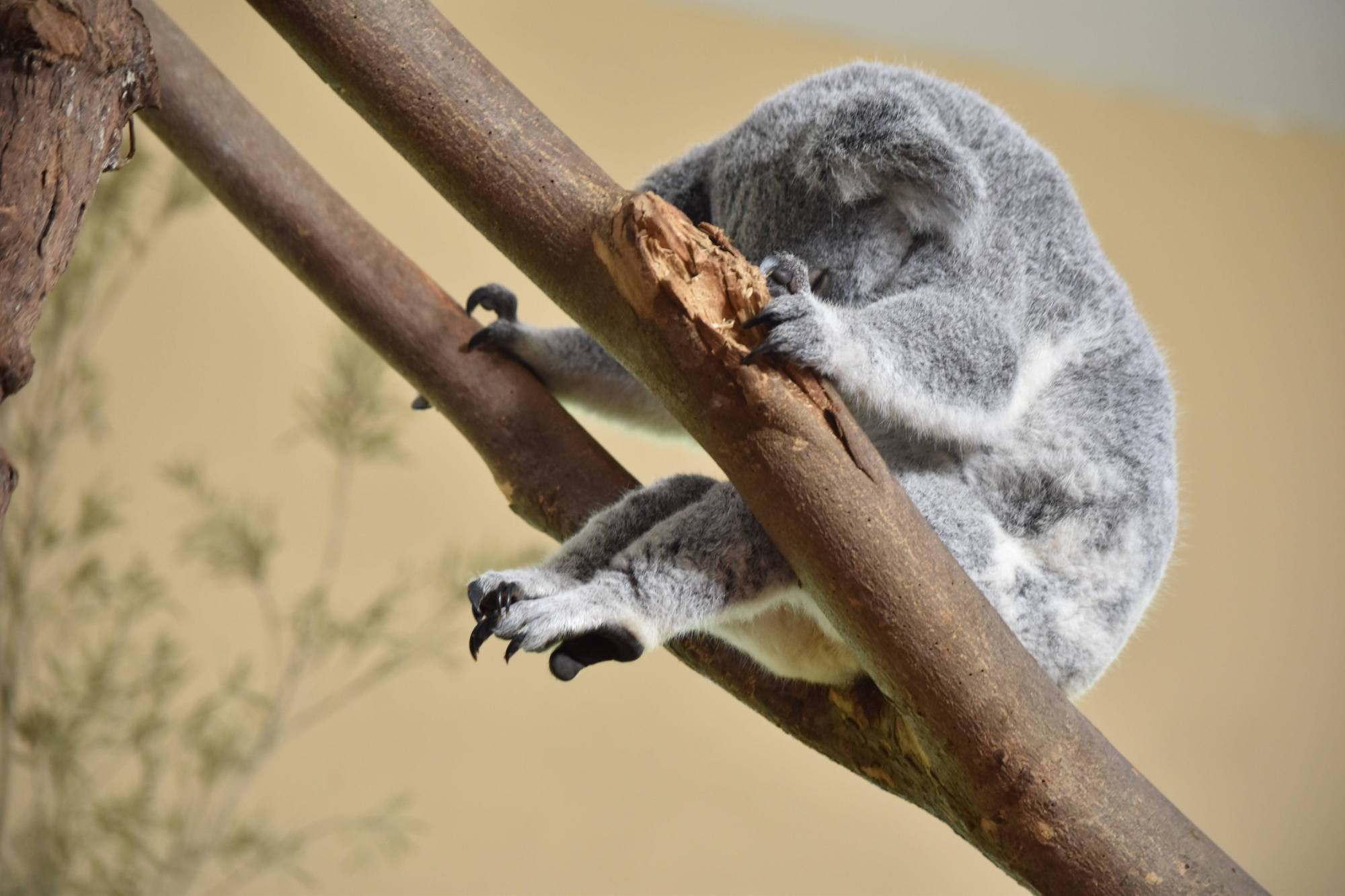 The 4-Second Nap: Unusual Sleep Habits of Animals - Cool Green Science