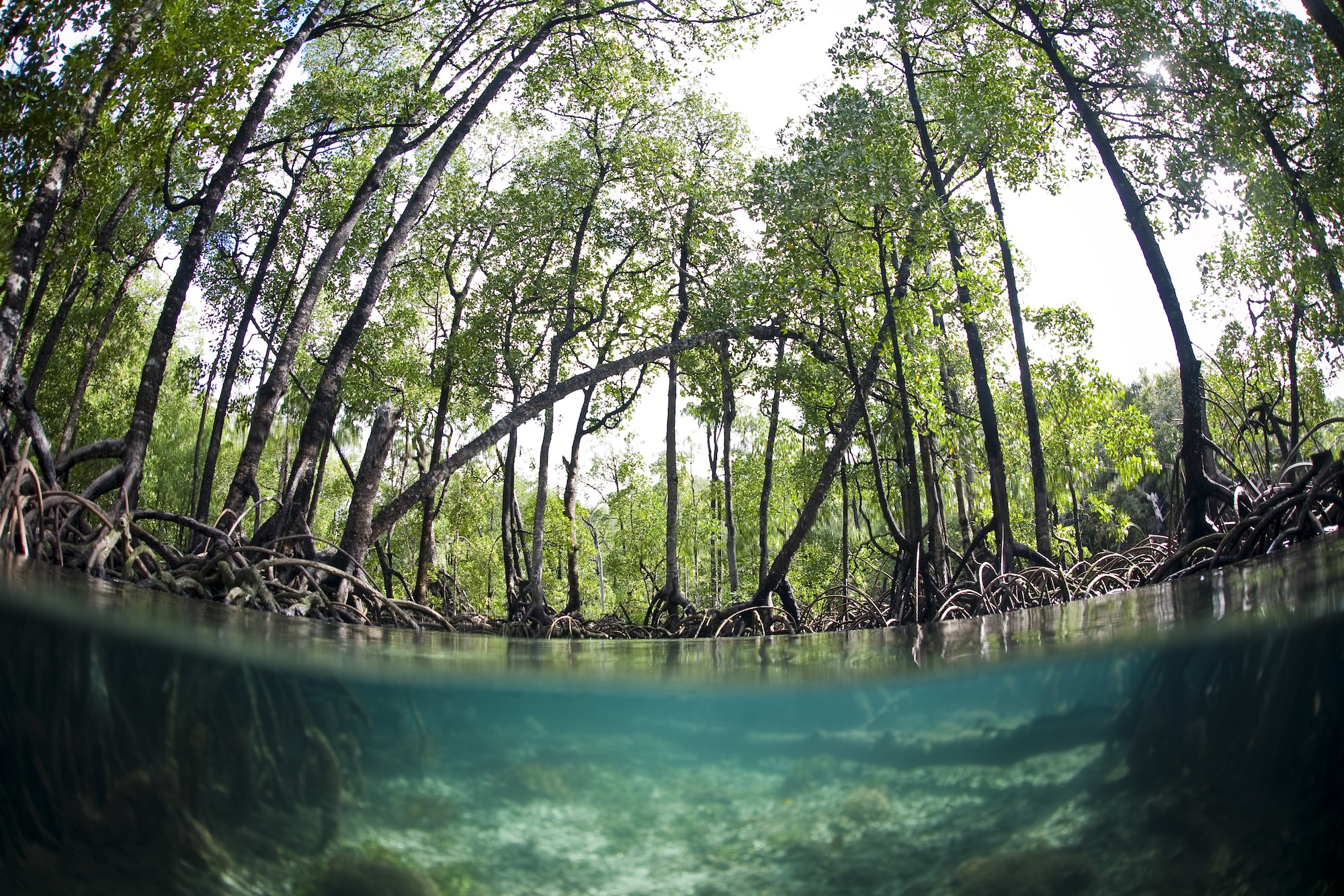 Mangroves: These Climate Defenders Are Critical to Human Health - Cool Green Science