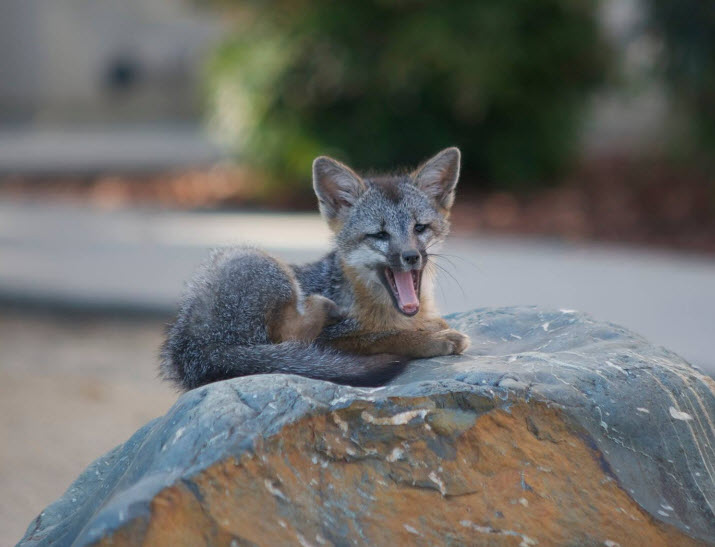 Facebook Employees Rally Around Foxes—And Earn a Certified Wildlife Habitat! - The National Wildlife Federation Blog