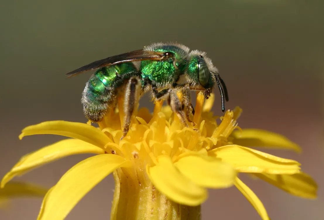 The Life of a Solitary Bee - The National Wildlife Federation Blog