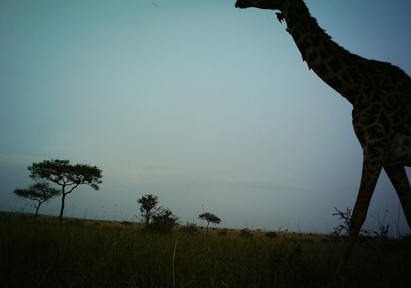 Summary of the Experts | Snapshot Serengeti