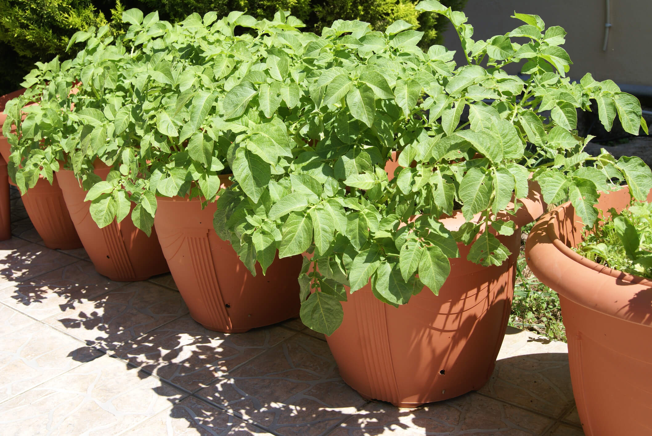 How To Grow Potatoes In Containers In Your Garden | STIHL Blog
