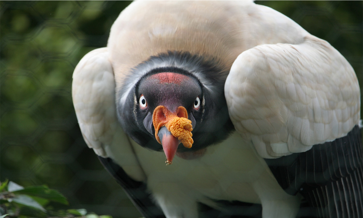 Crisis Vultures Are Circling Over the Energy Industry - Union of Concerned Scientists