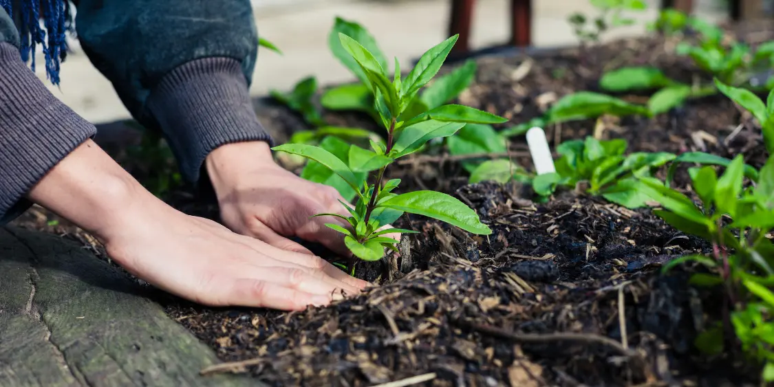 Quelle réglementation pour les plantations ? - Urbassist