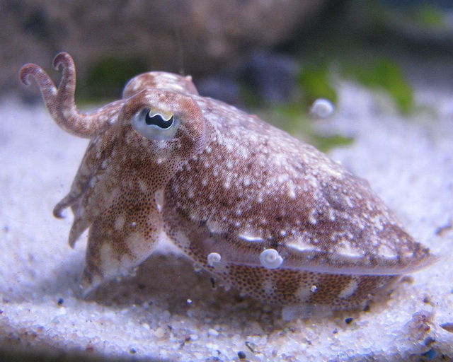 Knappe camouflage-kunstenaar - Het was zo eenvoudig begonnen