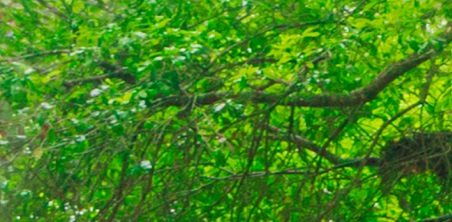 ESG Q&A: Principles for Climate-Conscious Investment - CFA Institute Market Integrity Insights