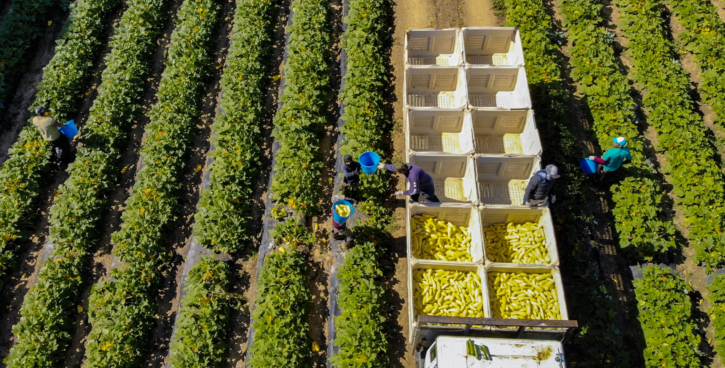 The growing threat of heat for farmworkers | EDF