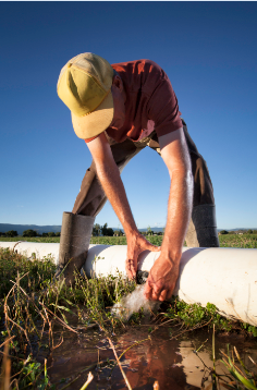 The Colorado River Basin can’t afford to leave farmers out to dry | Growing Returns