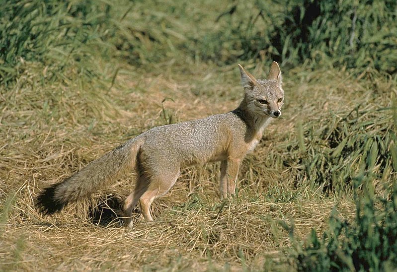 Dusty barren fields or thriving farmland and habitat? This bill creates a better vision for California’s future | Growing Returns