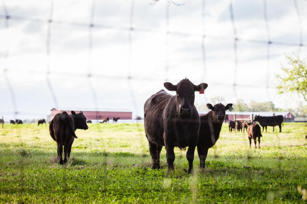 Global leaders can’t fulfill their methane promises without agriculture | Growing Returns