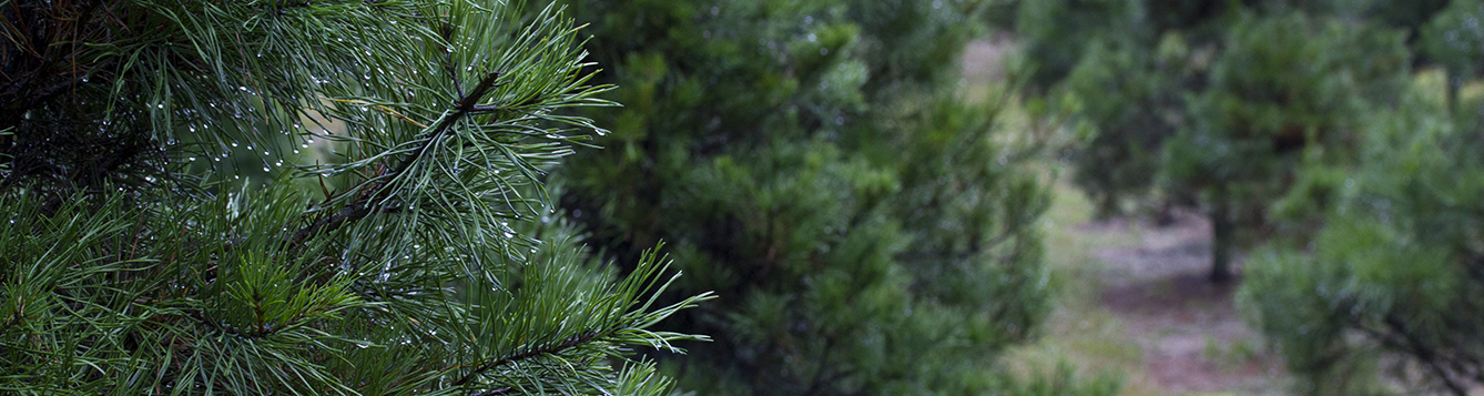 Brief History of the Christmas Tree in the United States - UF/IFAS Extension Hillsborough County