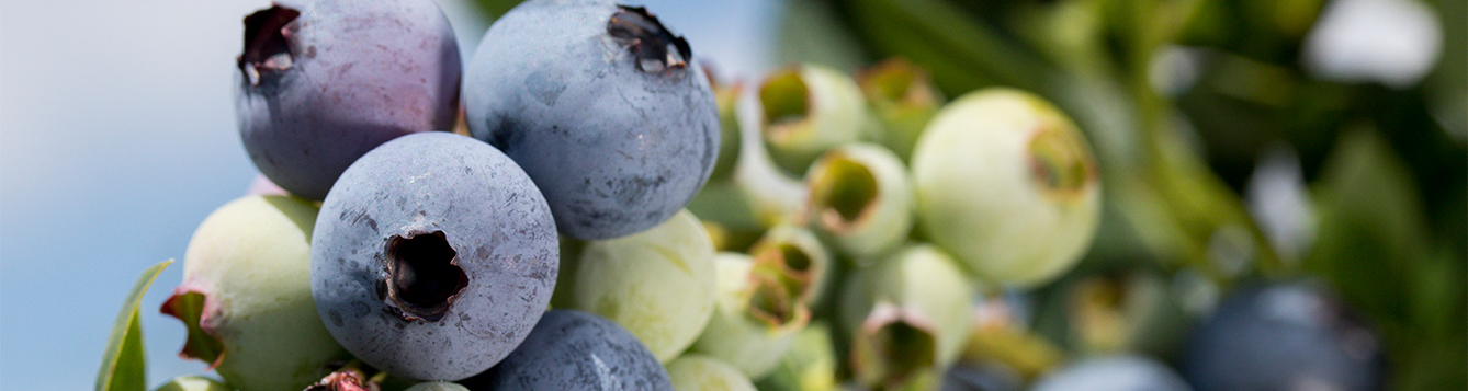 UF study shows why ‘aromatic’ blueberries taste better - News