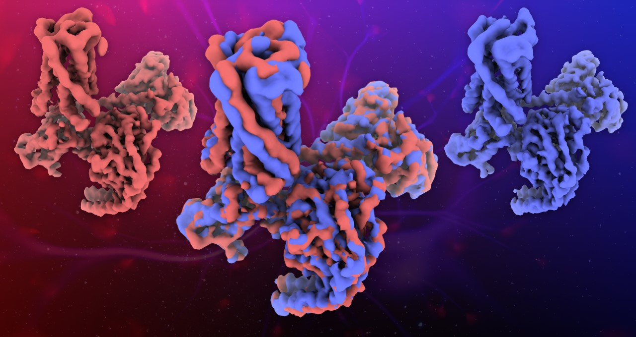 Structura Uses Microscopy Breakthrough to Speed Creation of COVID-19 Vaccines | NVIDIA Blog