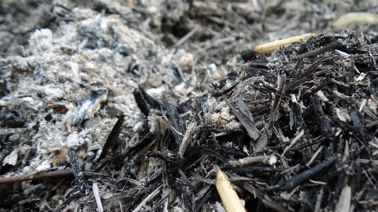 Book Review | From the Ashes of History: Collective Trauma and the Making of International Politics - LSE Review of Books
