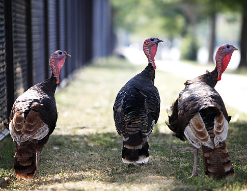 Lock your doors and hide the women and children! Thanksgiving is almost here! | Mr. Blog's Tepid Ride