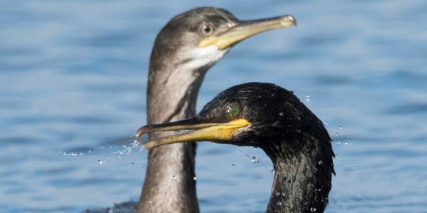 The proof is in the pellets - British Ornithologists' Union