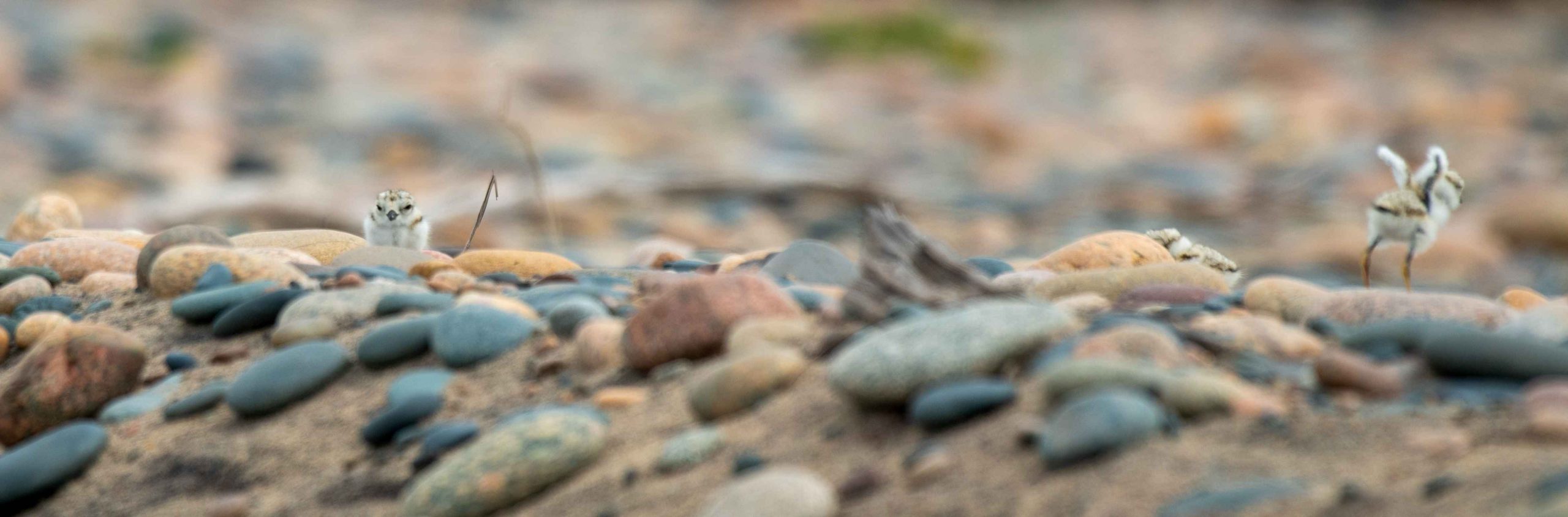 A record year for Great Lakes piping plovers - Bridge Michigan