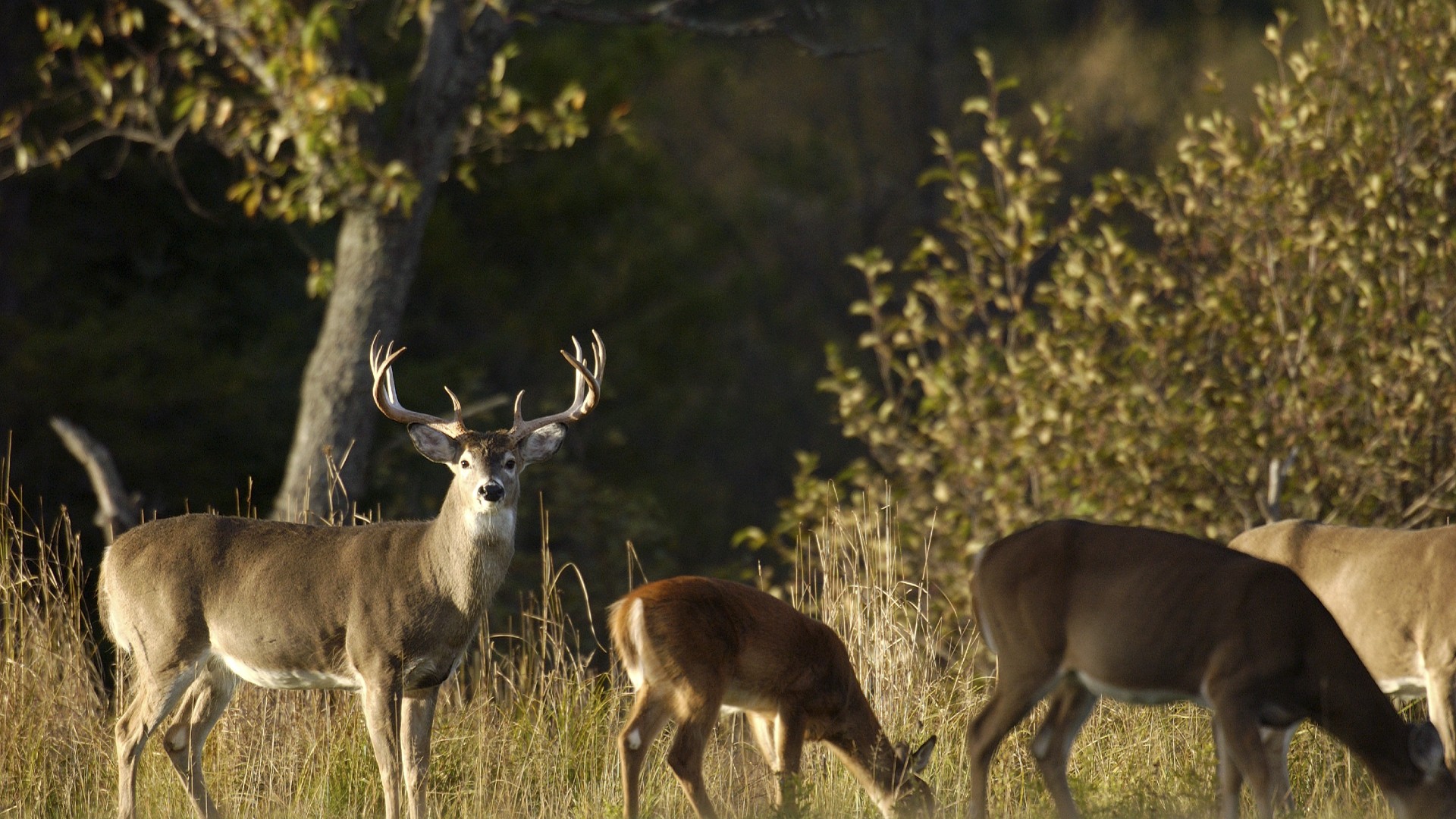 Michigan House passes bill to lift deer baiting ban in the Lower Peninsula - Bridge Michigan