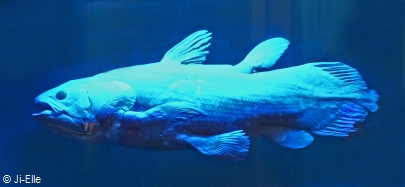 The Coelacanth - The Fish That Came Back from Extinction | British Sea Fishing