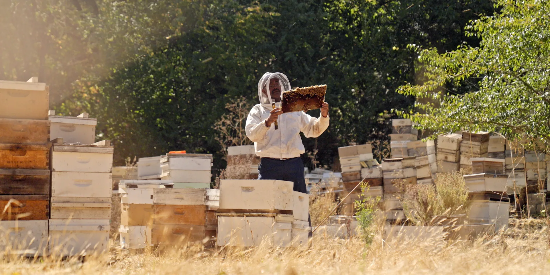‘There’s a secret behind honey bees:’ lessons from an immigrant beekeeper