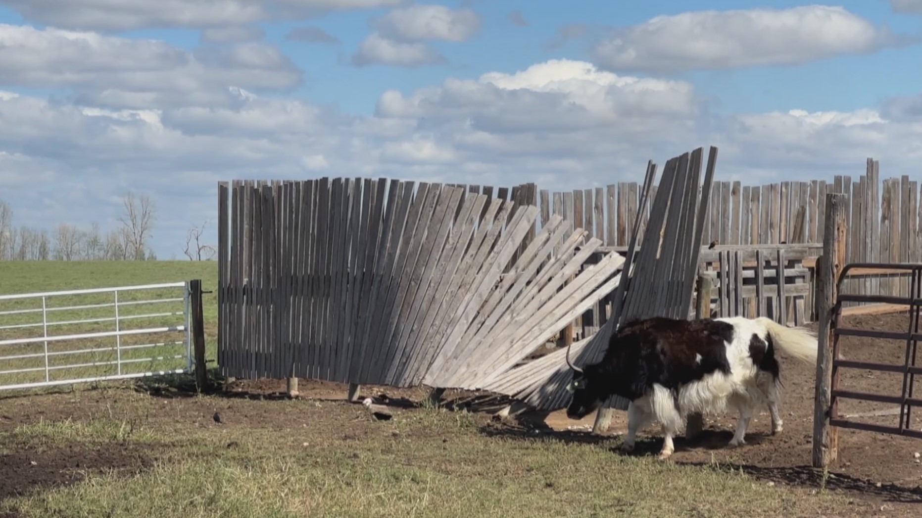 Brooks-area farm in 'survival mode' following devastating hailstorm