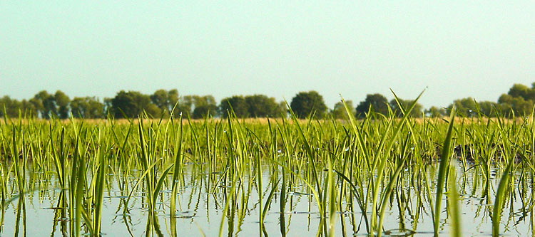 California Rice Farmers Could Get Pollution Credit - California Agriculture News Today