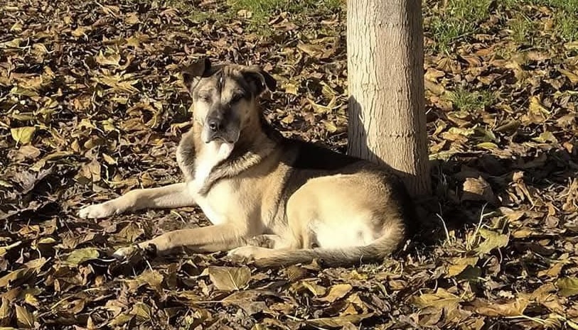 Cane muore per i botti di Capodanno: non ha retto allo spavento