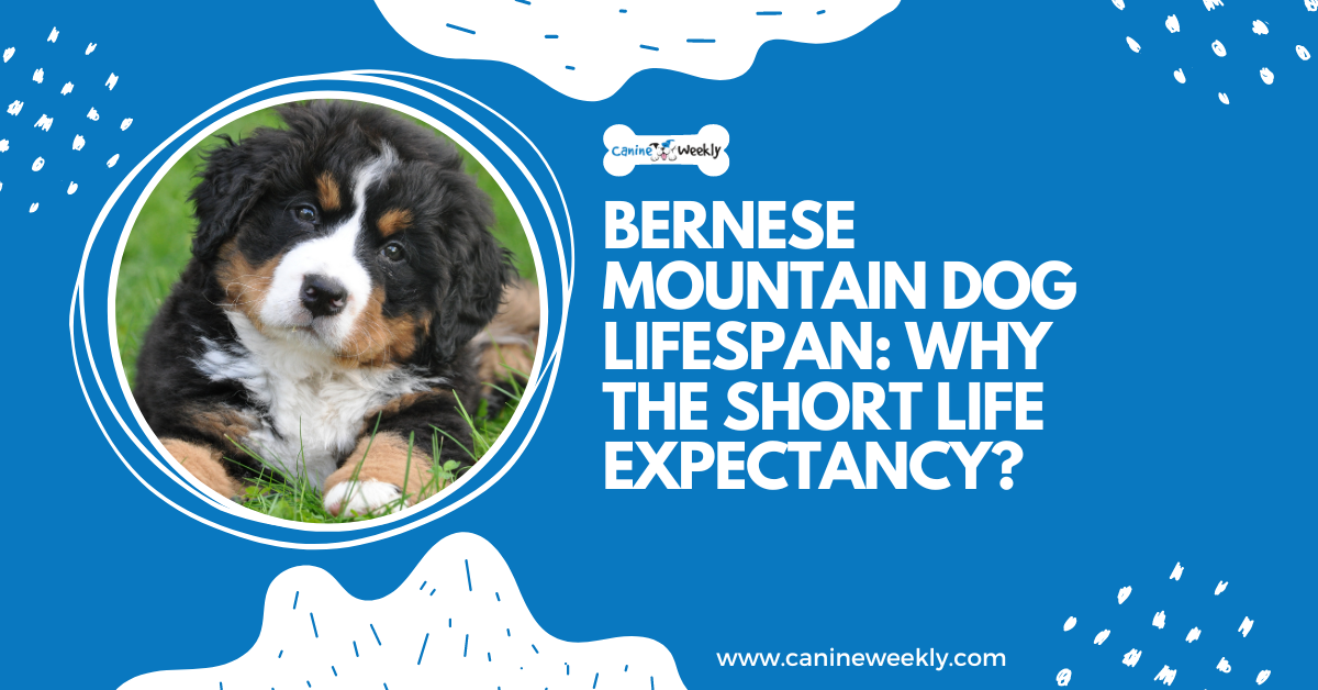 Bernese Mountain Dog Lifespan: Why The Short Life Expectancy?