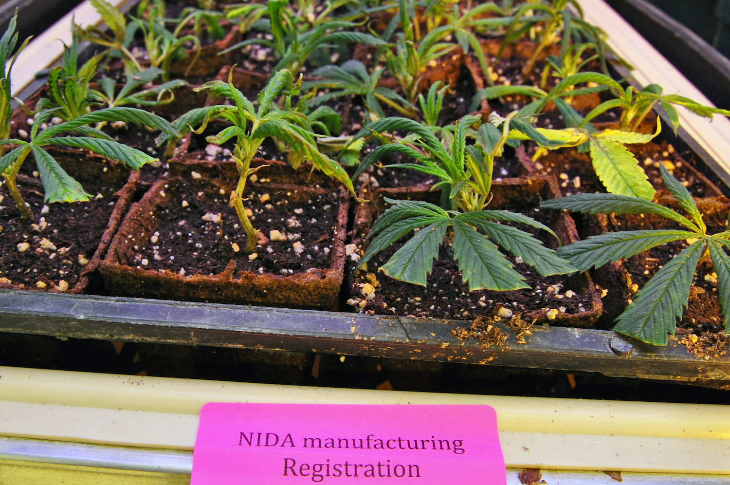 Scoop: After Decades, NIDA Quietly Halts Cannabis Supply Deal With Ole Miss - Cannabis Wire