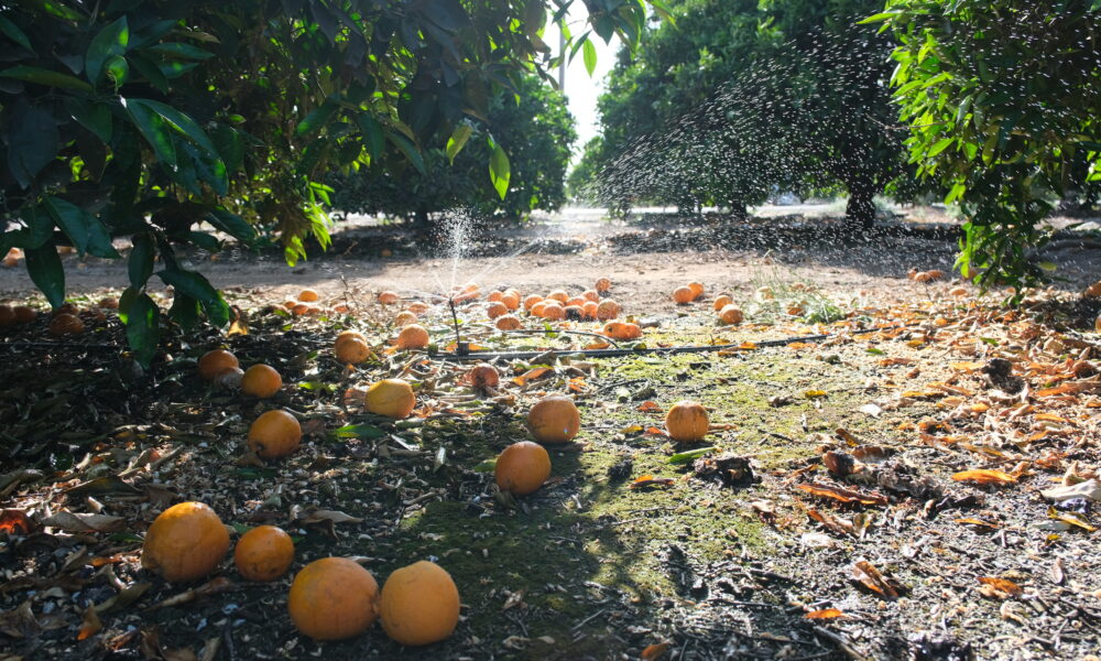 A Tiny Farmworker Community is Eyed for California Hydrogen Experiment