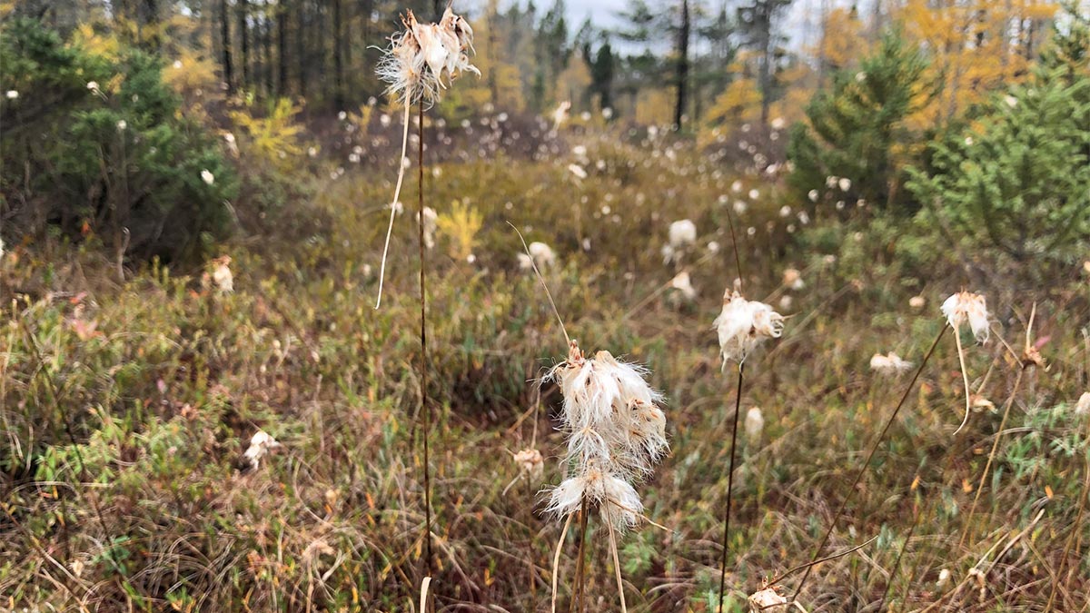 Protecting the peat: Conservationists have bought a bit of the threatened Alfred Bog - Capital Current