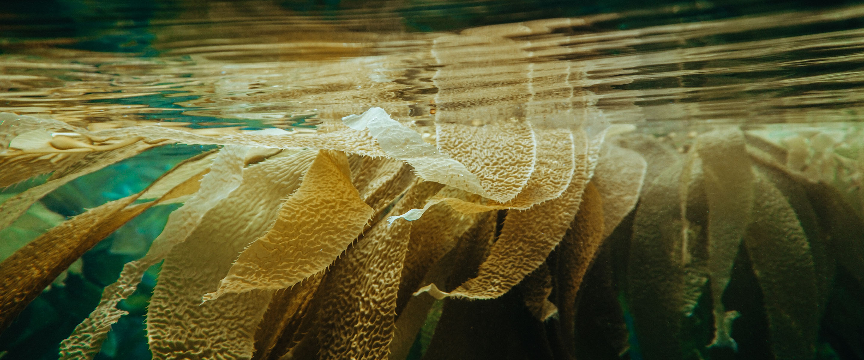 Carbon Dioxide Removal (CDR) vs. Other Carbon Credits - CarbonBetter CarbonBetter