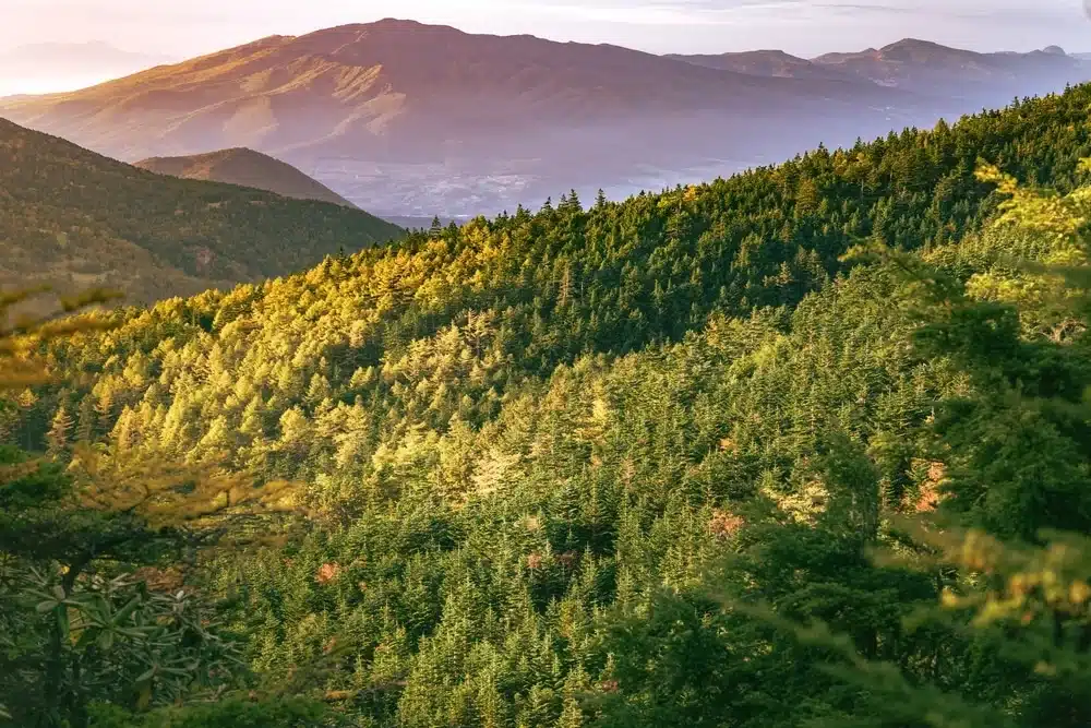 The Pitfalls of Low-Quality Carbon Offsets: Are They a Threat to Our Planet? • Carbon Credits