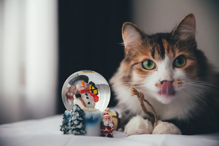 Antifreeze Poisoning in Cats: Causes, Symptoms, and Treatment - Cats.com